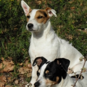 Photo de Jack russell terrier