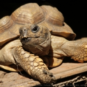 Photo de Tortue