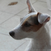 Photo de Jack russell terrier