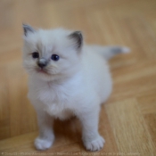 Photo de Ragdoll