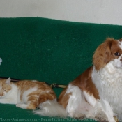 Photo de Cavalier king charles spaniel