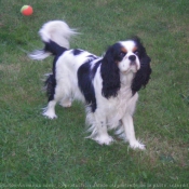 Photo de Cavalier king charles spaniel