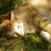 Photo de Chat domestique