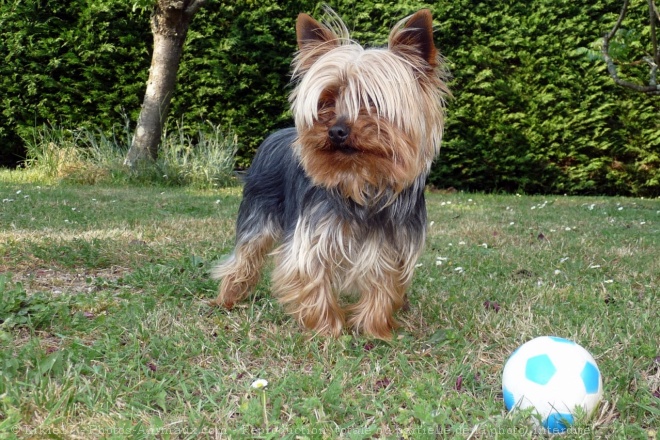 Photo de Yorkshire terrier