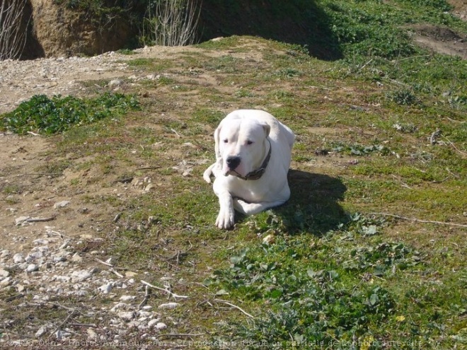 Photo de Dogue argentin