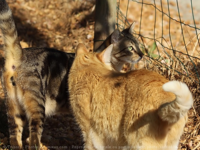 Photo de Chat domestique