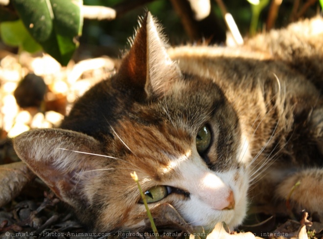 Photo de Chat domestique