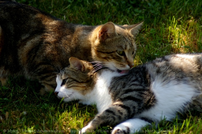 Photo de Chat domestique