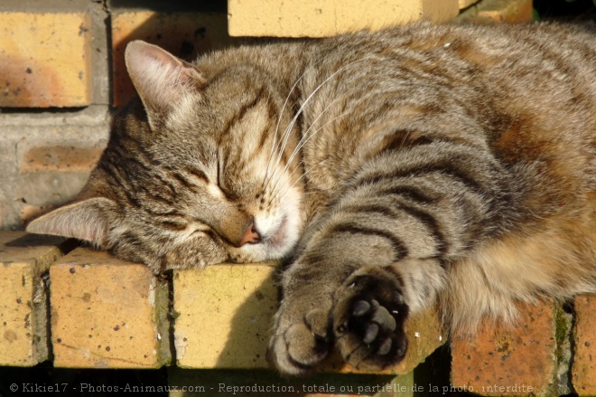 Photo de Chat domestique