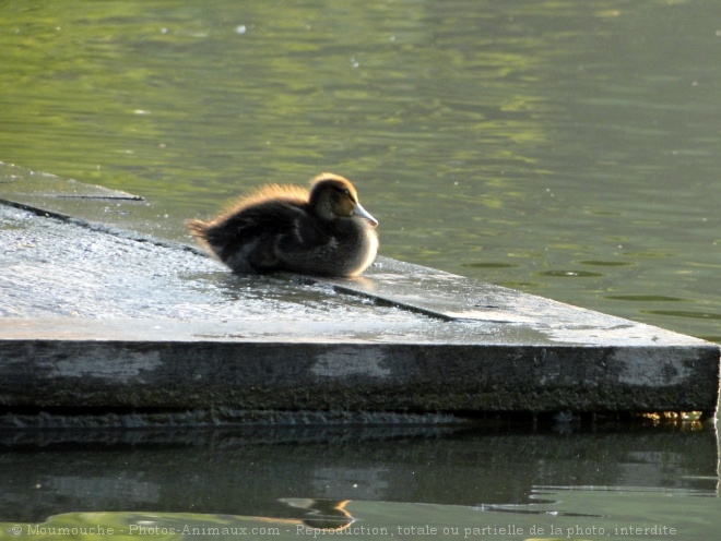 Photo de Canard colvert