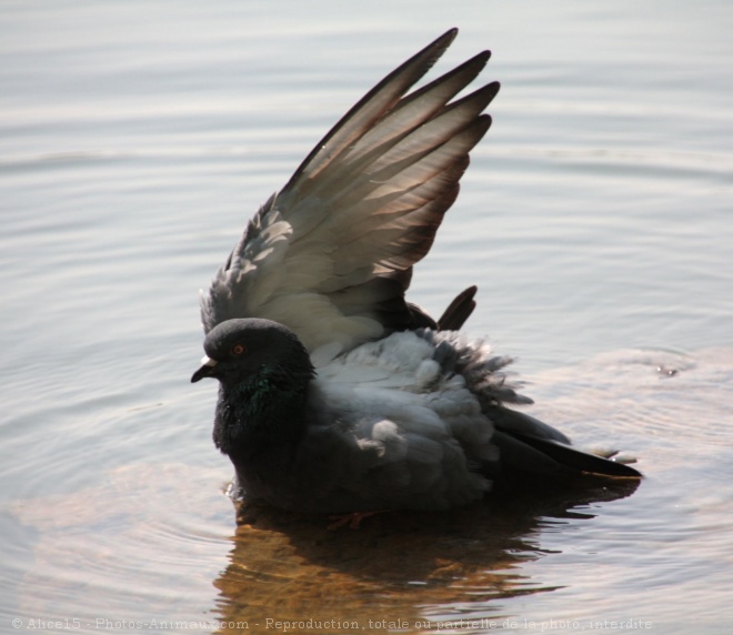 Photo de Pigeon