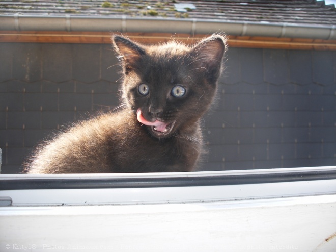 Photo de Chat domestique