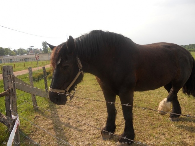 Photo de Percheron