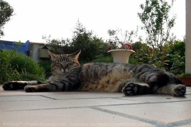 Photo de Chat domestique