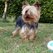 Photo de Yorkshire terrier