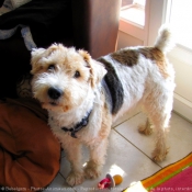 Photo de Fox terrier  poil dur