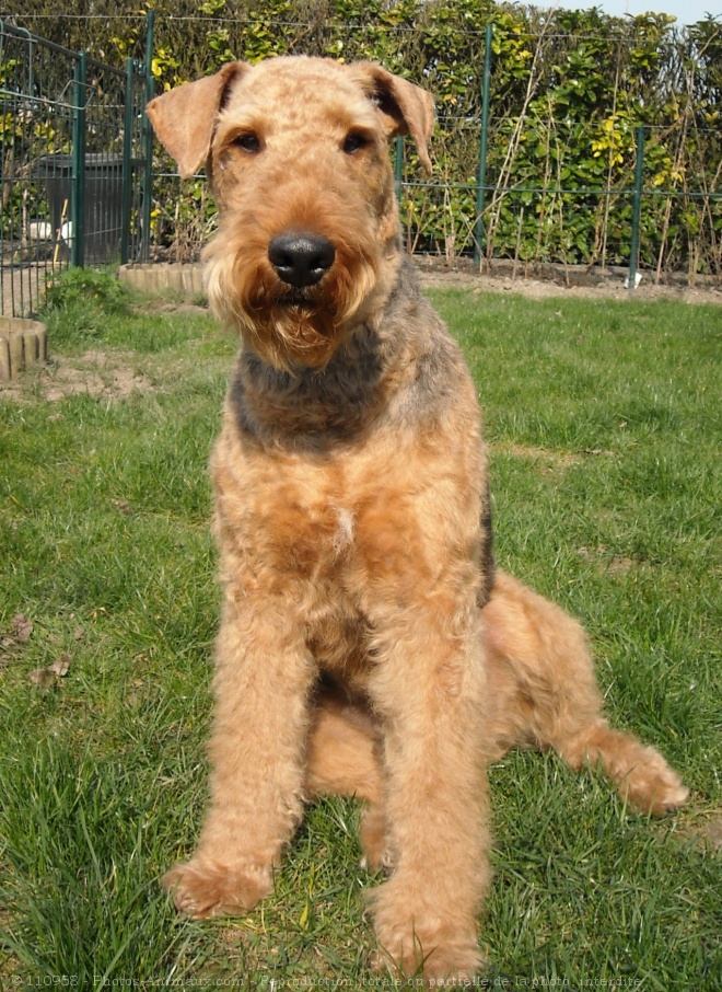 Photo d'Airedale terrier