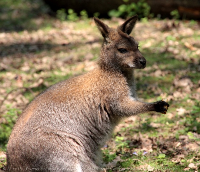 Photo de Wallaby