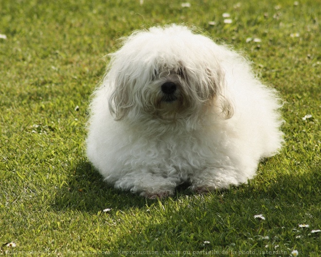 Photo de Coton de tulear