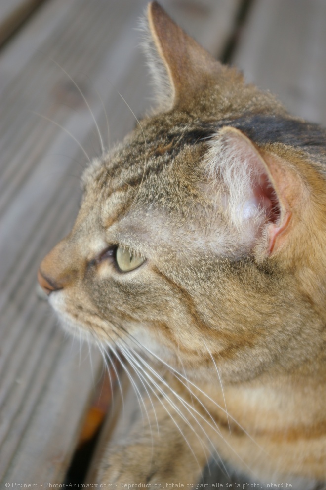 Photo de Chat domestique