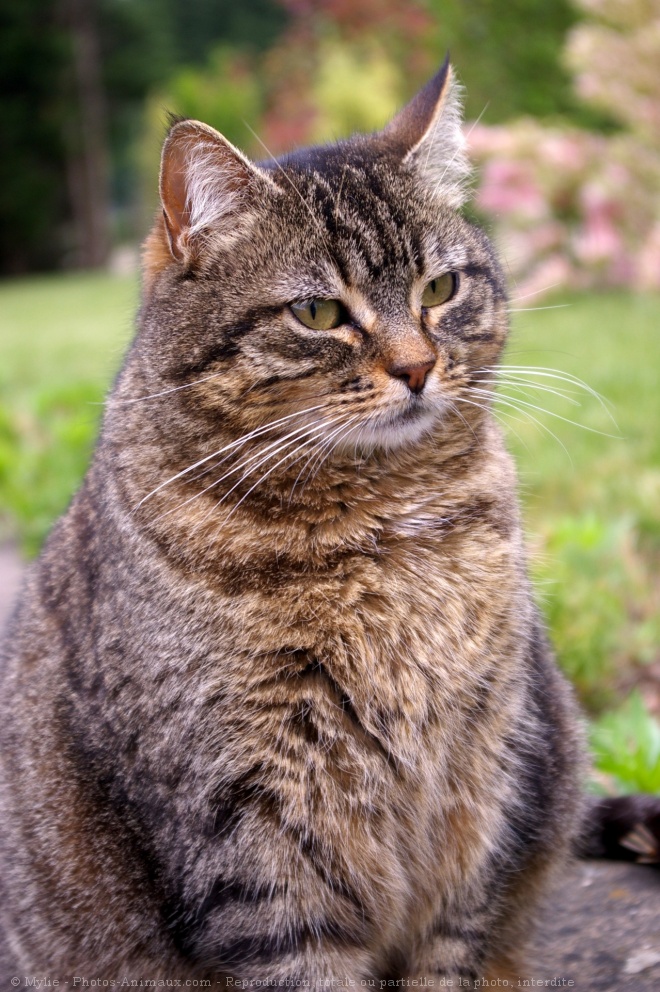 Photo de Chat domestique