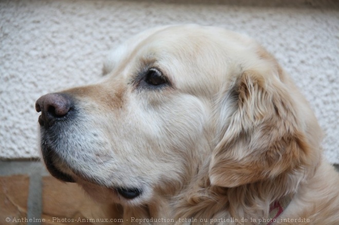 Photo de Golden retriever