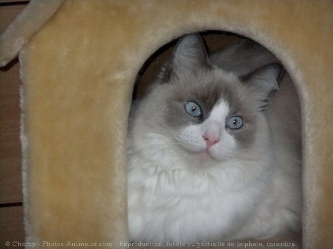 Photo de Ragdoll