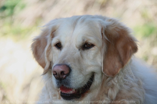 Photo de Golden retriever