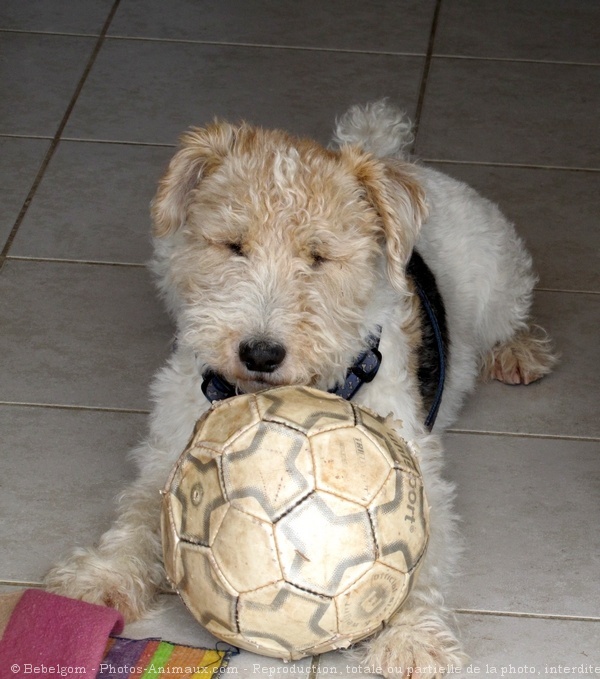 Photo de Fox terrier  poil dur