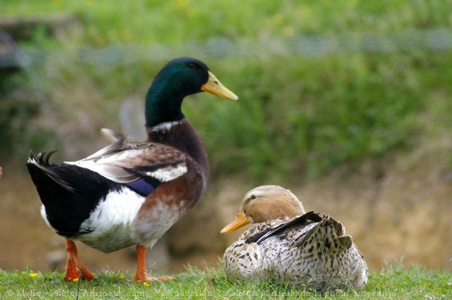 Photo de Canard