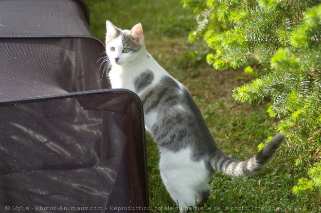 Photo de Chat domestique