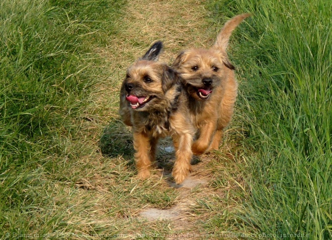 Photo de Border terrier