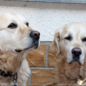 Photo de Golden retriever