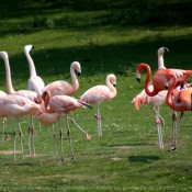 Photo de Flamand rose