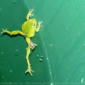 Photo de Grenouille - rainette