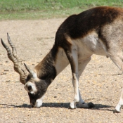 Photo d'Antilope