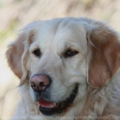 Photo de Golden retriever