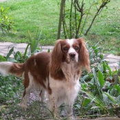 Photo de Cavalier king charles spaniel