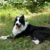 Photo de Border collie