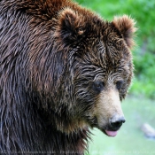 Photo d'Ours