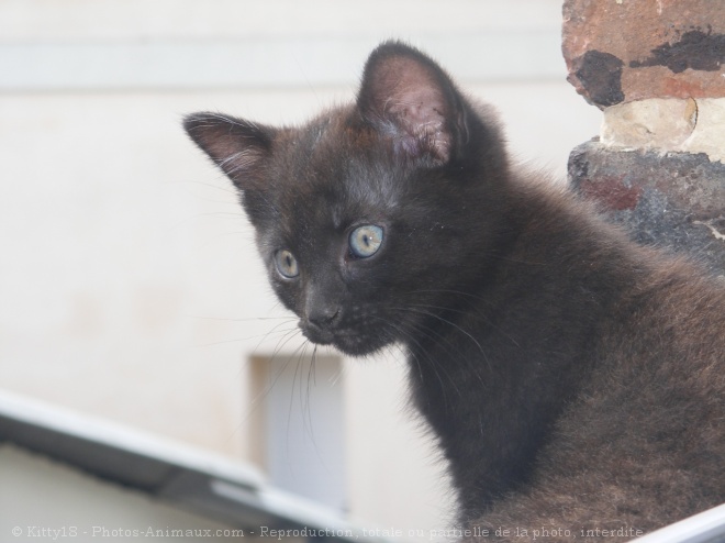 Photo de Chat domestique