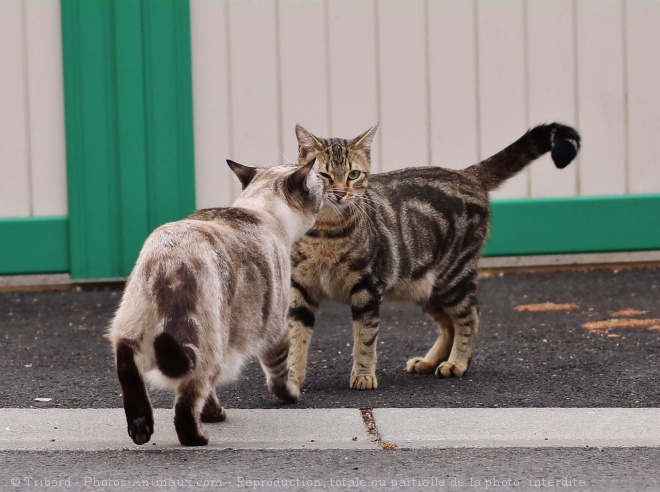 Photo de Chat domestique