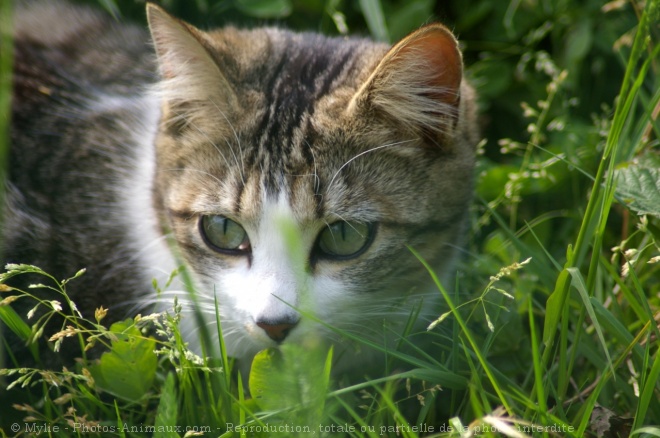 Photo de Chat domestique