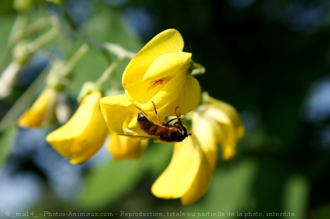 Photo d'Abeille