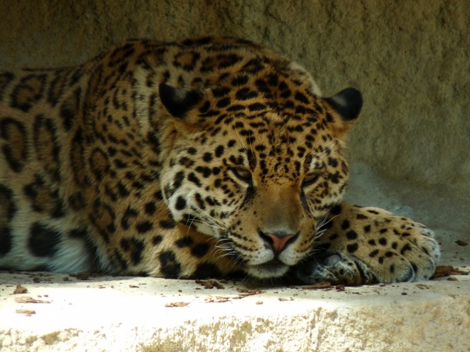 Photo de Jaguar