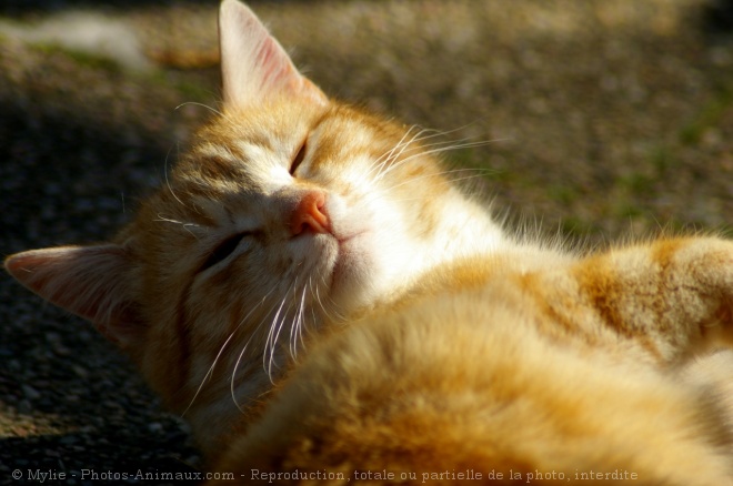 Photo de Chat domestique