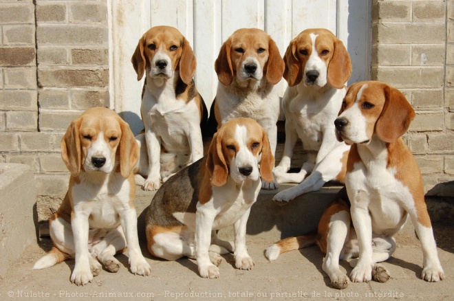 Photo de Beagle