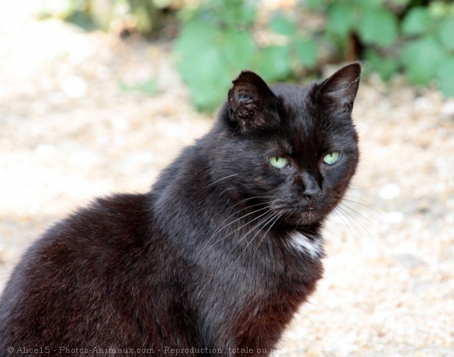 Photo de Chat domestique