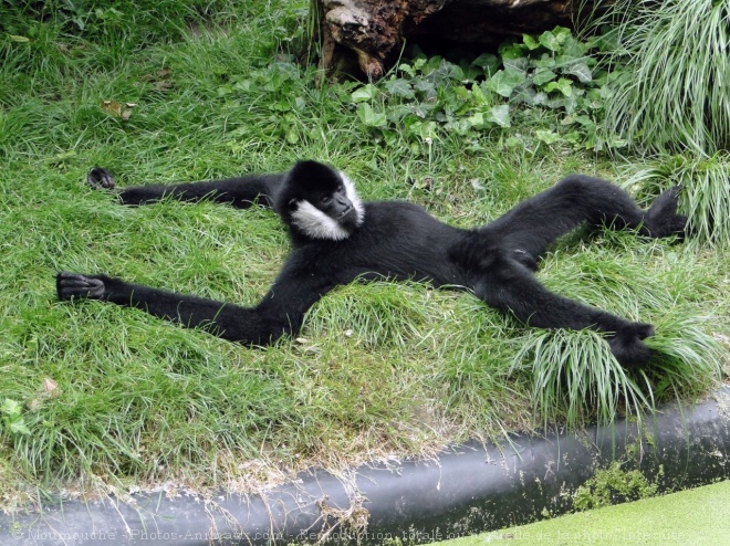 Photo de Singe - gibbon