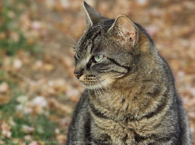 Photo de Chat domestique